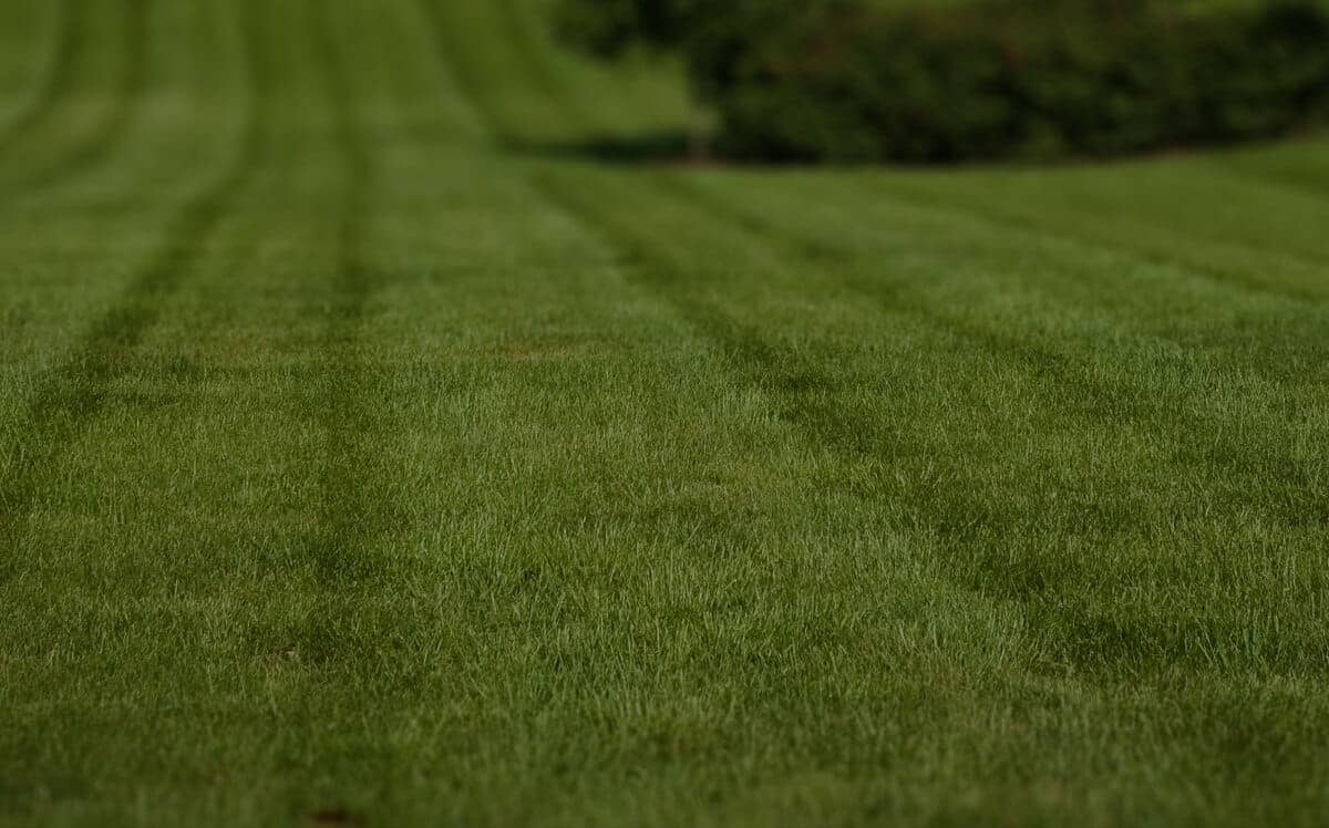 the-yard-cutting-businesses-in-Columbus-OH